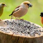 Wildvogelfutter 25 kg_Arten