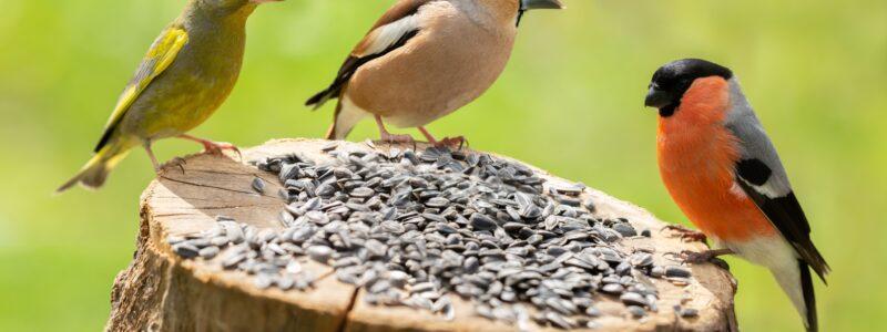 Wildvogelfutter 25 kg_Arten