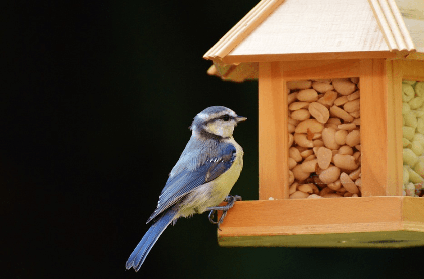 Vogelfutter