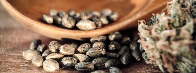 Blue Zushi Seeds